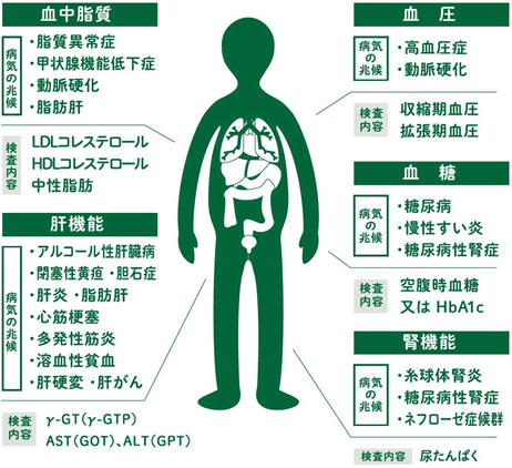 【血中脂質】病気の兆候：脂質異常症、甲状腺機能低下症、動脈硬化、脂肪肝、検査内容：LDLコレステロール、HDLコレステロール、中性脂肪 【肝機能】病気の兆候：アルコール性肝臓病、閉塞性黄疸・胆石症、肝炎・脂肪肝、心筋梗塞、多発性筋炎、溶血性貧血、肝硬変・肝がん、検査内容：γ-GT（γ-GTP）、AST（GOT）、ALT（GPT） 【血圧】病気の兆候：高血圧症、動脈硬化、検査内容：収縮期血圧、膨張期血圧 【血糖】病気の兆候：糖尿病、慢性すい炎、糖尿病性腎症、検査内容：空腹時血糖又はHbA1c 【腎機能】病気の兆候：糸球体腎炎、糖尿病性腎症、ネフローゼ症候群、検査内容：尿たんぱく